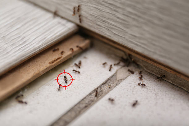 Wasp Removal Services in Catawba, SC