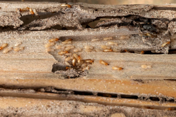 Best Commercial Pest Control Services  in Catawba, SC